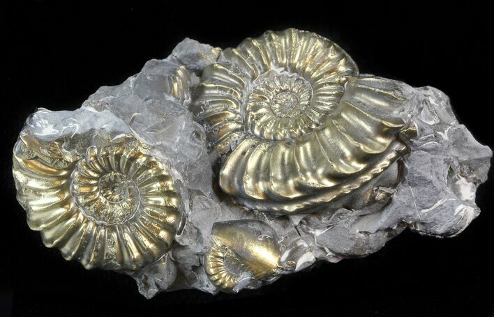 Pyritized Pleuroceras Ammonite Cluster - Germany #42762